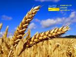 Wheat \ Пщеница - фото 1