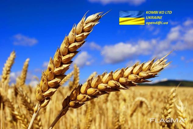 Wheat \ Пщеница