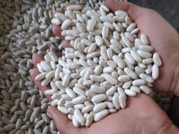 White Kidney Beans For Sale
