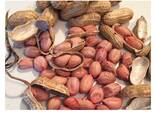 Wholesale Jumbo Peanuts 100% Natural Peanut Kernels Cheap Unshell Raw Peanuts - фото 2