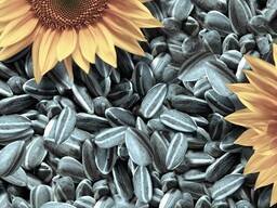 Wholesale Sunflower seeds